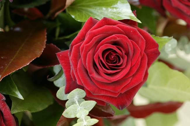 Hình ảnh bông hoa hồng đỏ khoe sắc trong vườn