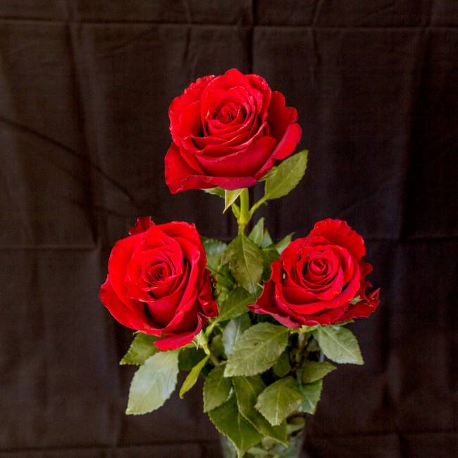 Hình ảnh hoa hồng đỏ trên nền đen đẹp