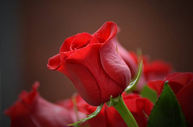 Hình ảnh bông hoa hồng đỏ nở đẹp