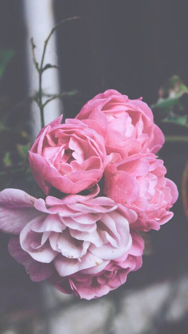 Hoa Mẫu đơn với nét đẹp duyên dáng tuyệt đẹp, mùi thơm nồng nàn