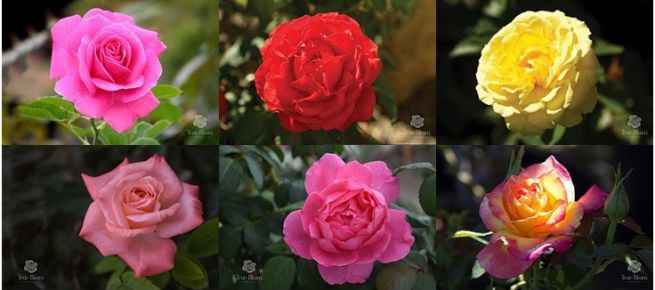 Ý nghĩa của các loại màu hoa hồng