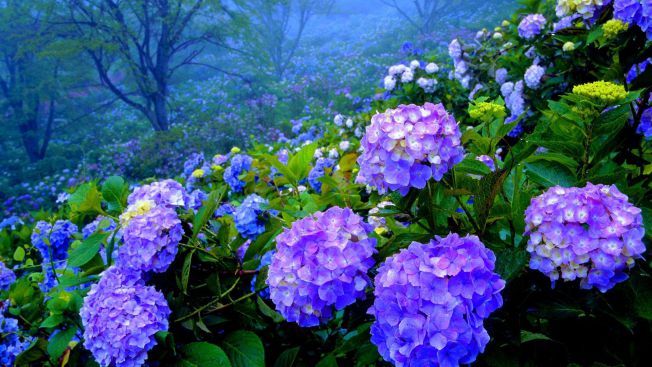 Hình ảnh hoa cẩm tú cầu