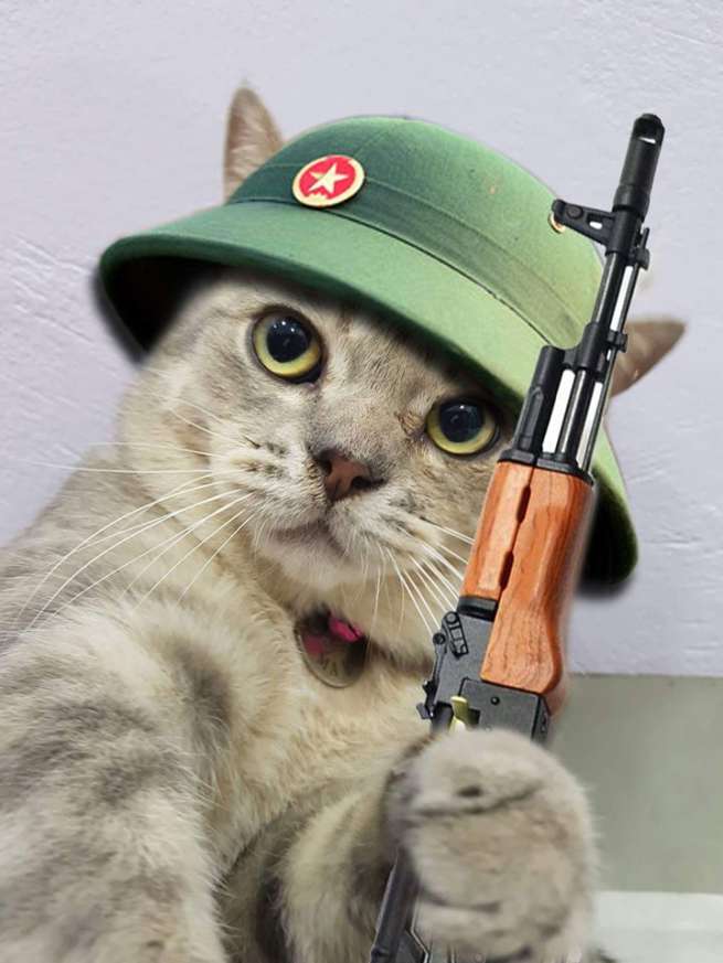 Hình ảnh chú mèo cute bắn súng