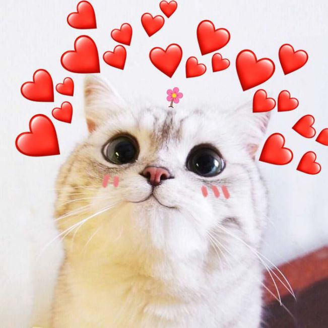 Hình ảnh chú mèo cute bắn tim