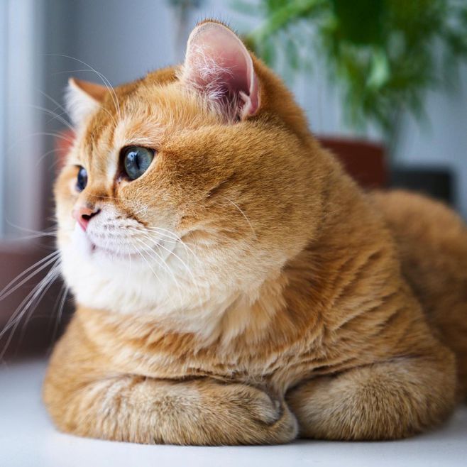 Hình ảnh chú mèo cute béo