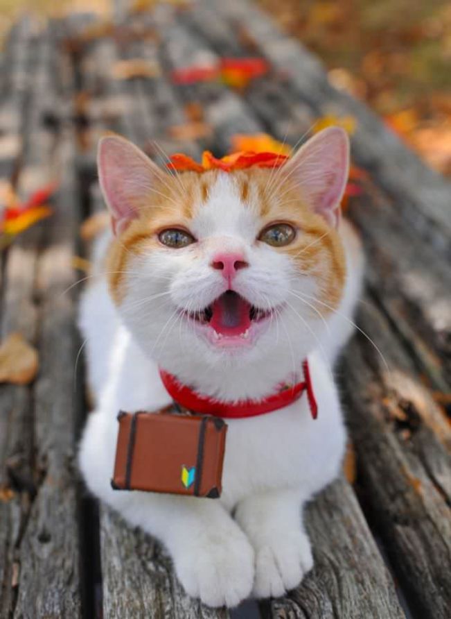 Hình ảnh chú mèo cute cười