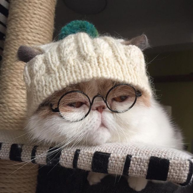 Hình ảnh chú mèo cute đeo kính