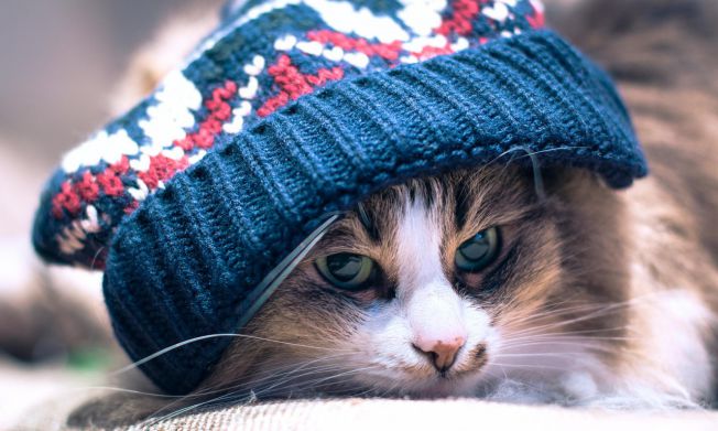 Hình ảnh chú mèo cute đội mũ