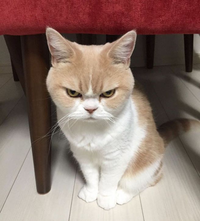 Hình ảnh chú mèo cute giận dỗi