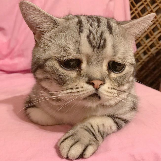 Hình ảnh chú mèo cute khóc