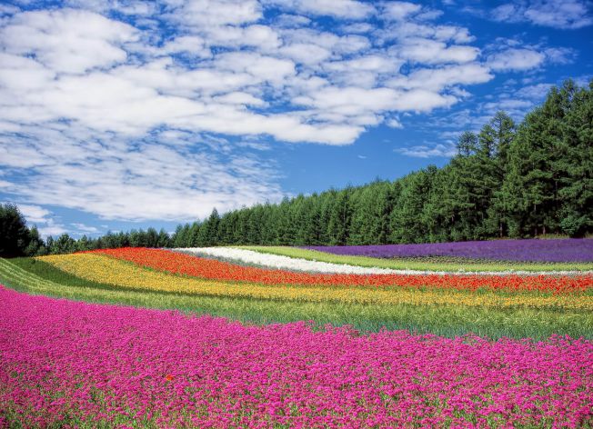 Những hình ảnh đẹp nhất về hoa nhiều màu sắc sống động